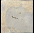 Permian Branchiosaur (Amphibian) Pair - Germany #50722-1